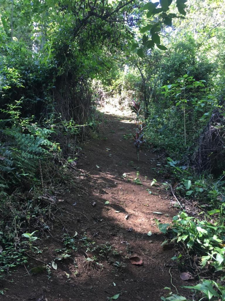 Green Mountain And Lodge Turrialba Exterior foto